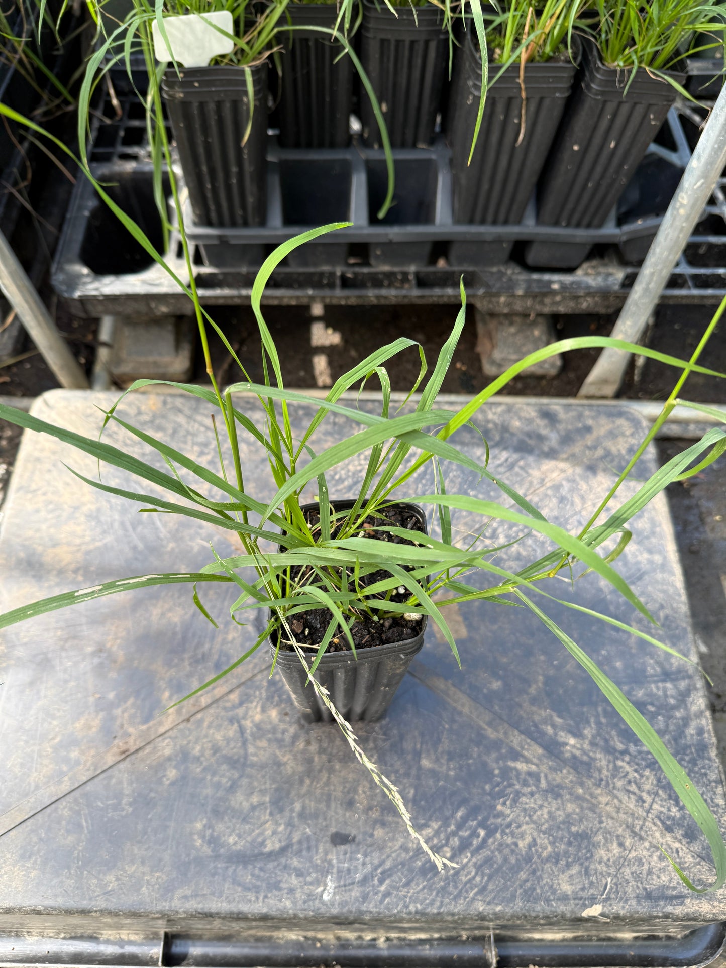 Purple Top Grass - Tridens flavus
