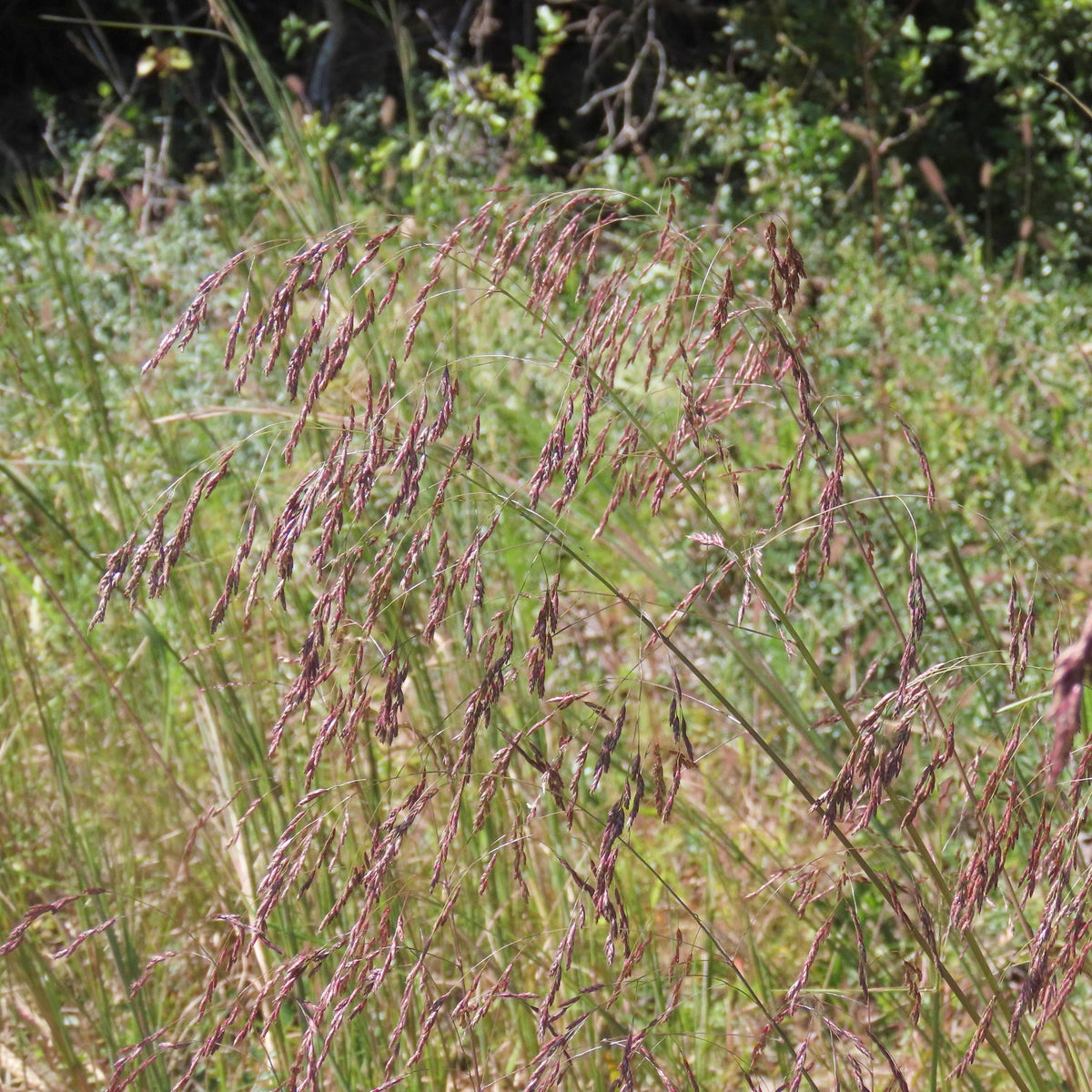 Purple Top Grass - Tridens flavus