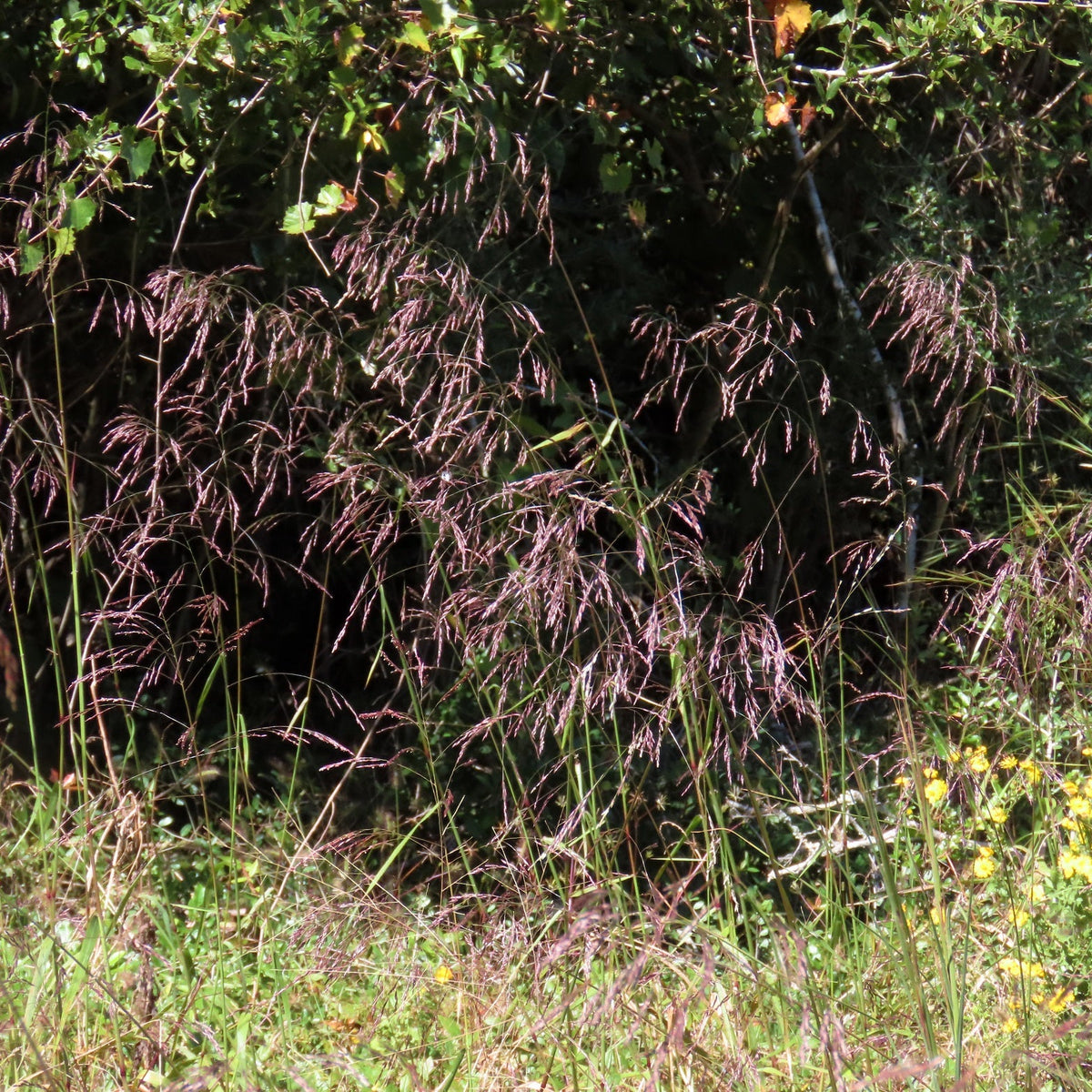 Purple Top Grass - Tridens flavus