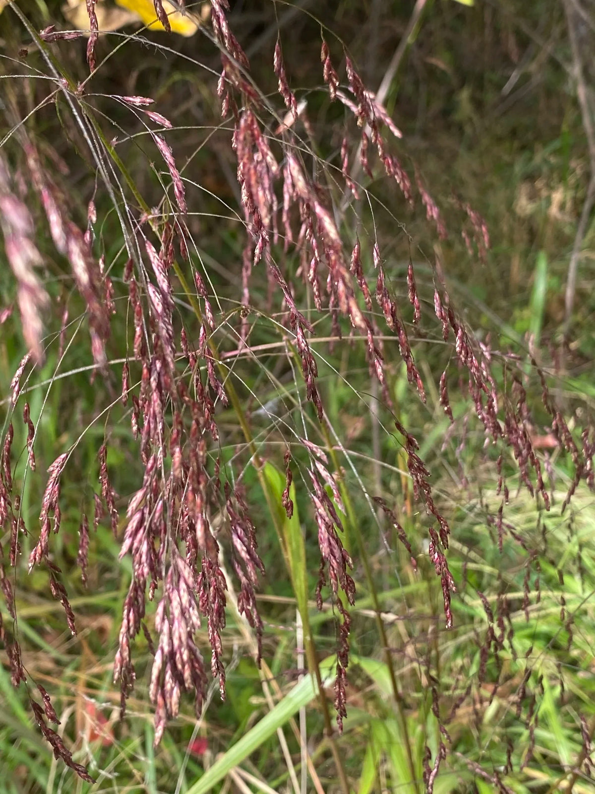Purple Top Grass - Tridens flavus