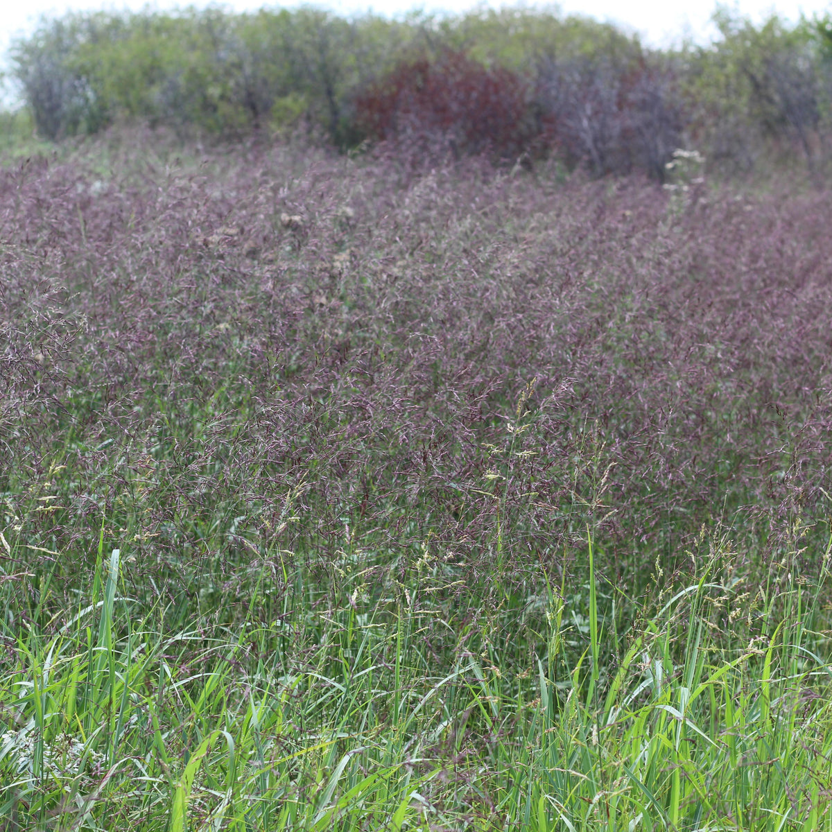Purple Top Grass - Tridens flavus
