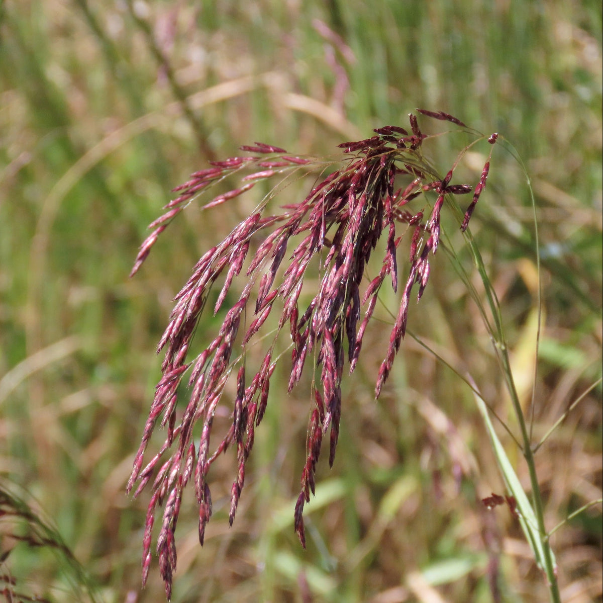 Purple Top Grass - Tridens flavus