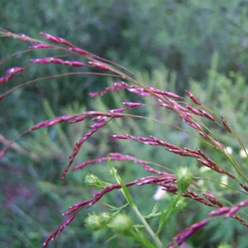 Purple Top Grass - Tridens flavus