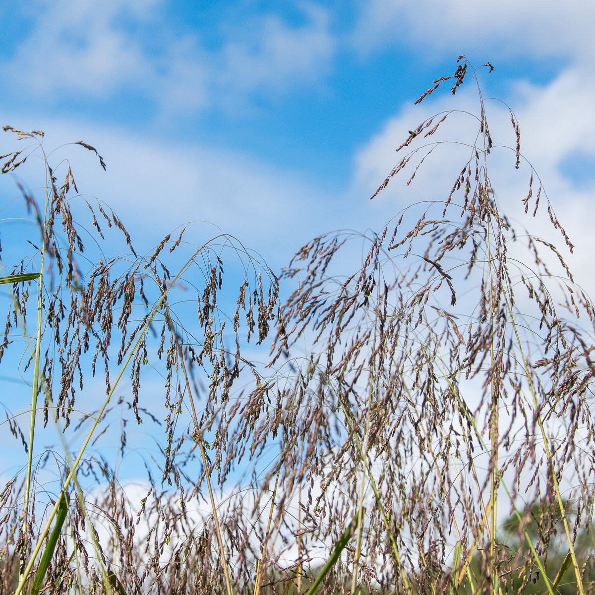 Purple Top Grass - Tridens flavus