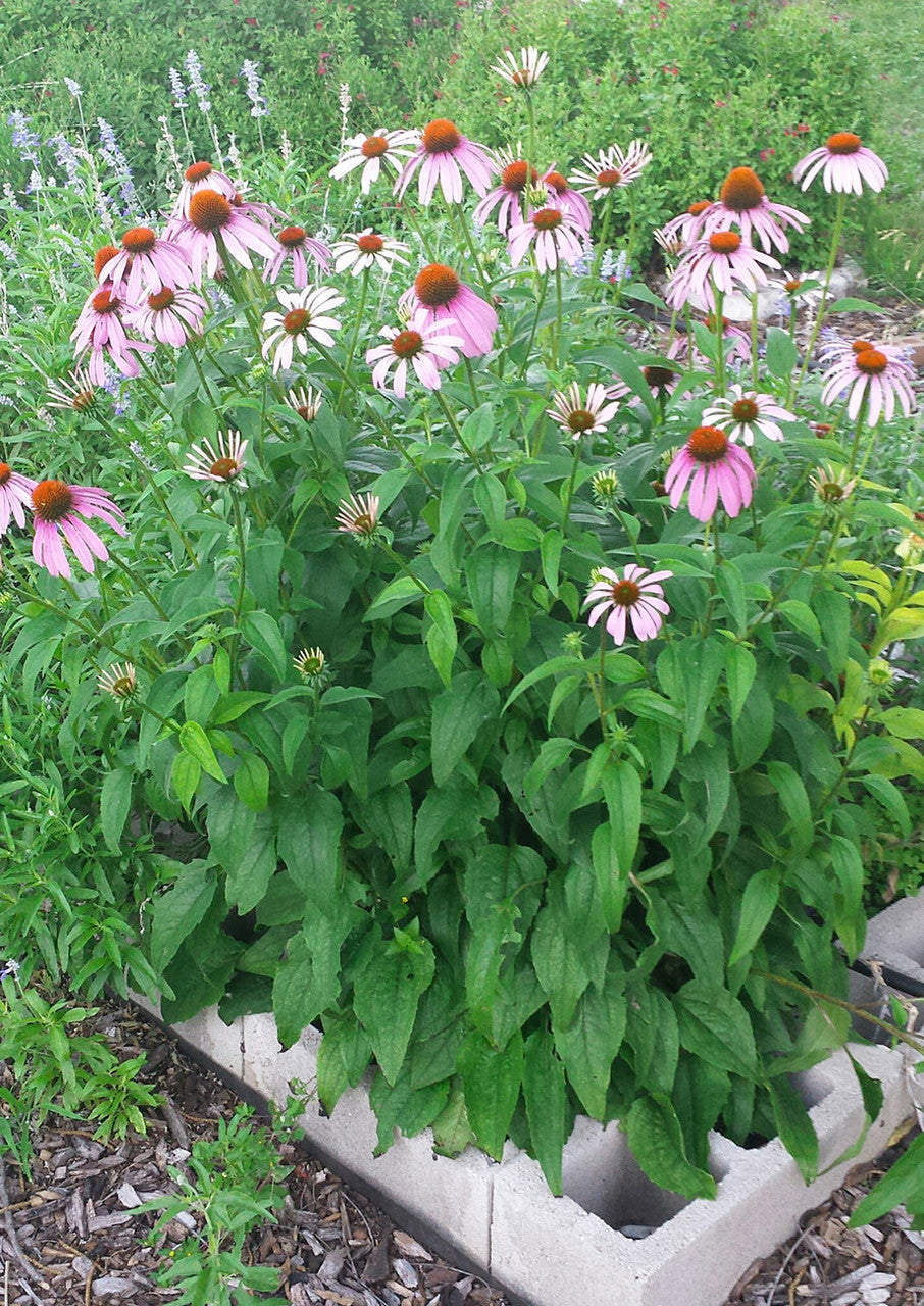 Purple Coneflower - Echinacea purpurea
