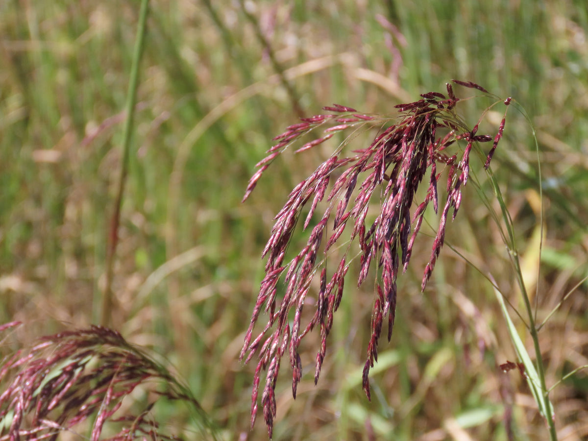 Purpletop Grass - Tridens flavus