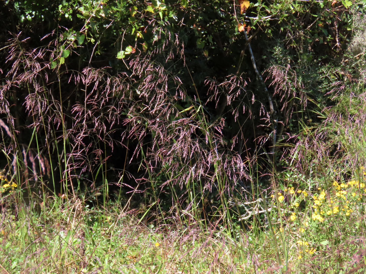 Purpletop Grass - Tridens flavus