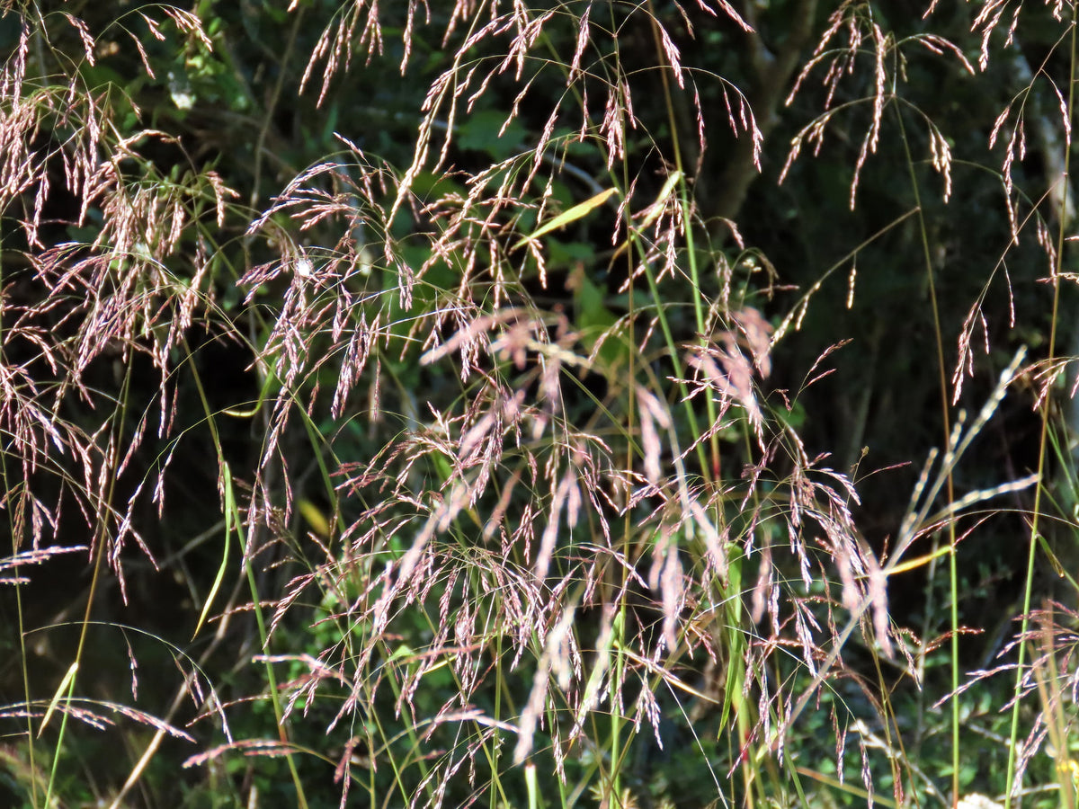 Purpletop Grass - Tridens flavus