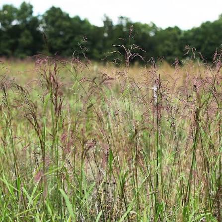Purpletop Grass - Tridens flavus
