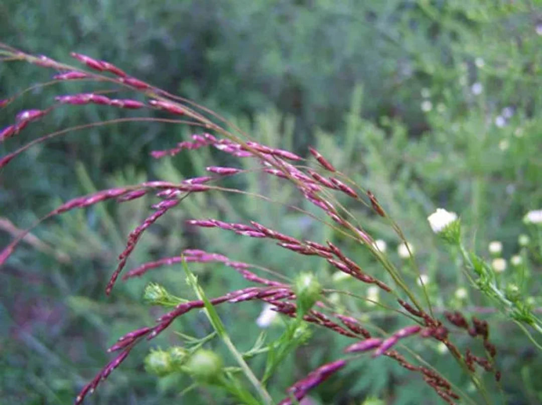 Purpletop Grass - Tridens flavus