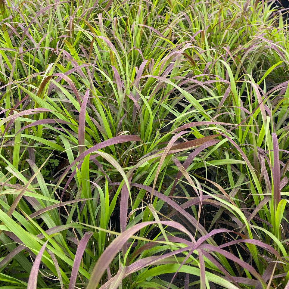 Purple Top Grass - Tridens flavus