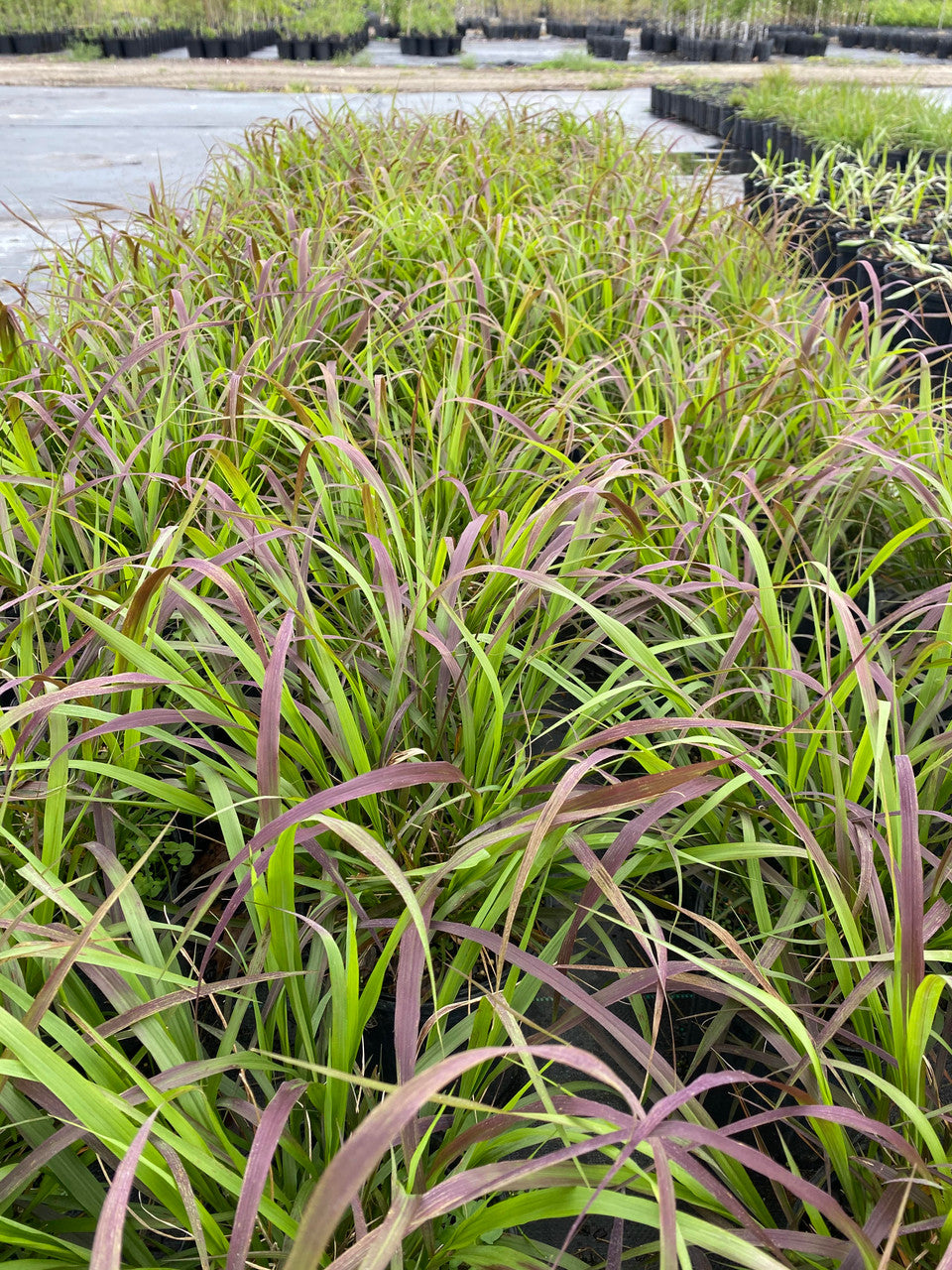 Purpletop Grass - Tridens flavus