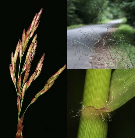 Purpletop Grass - Tridens flavus