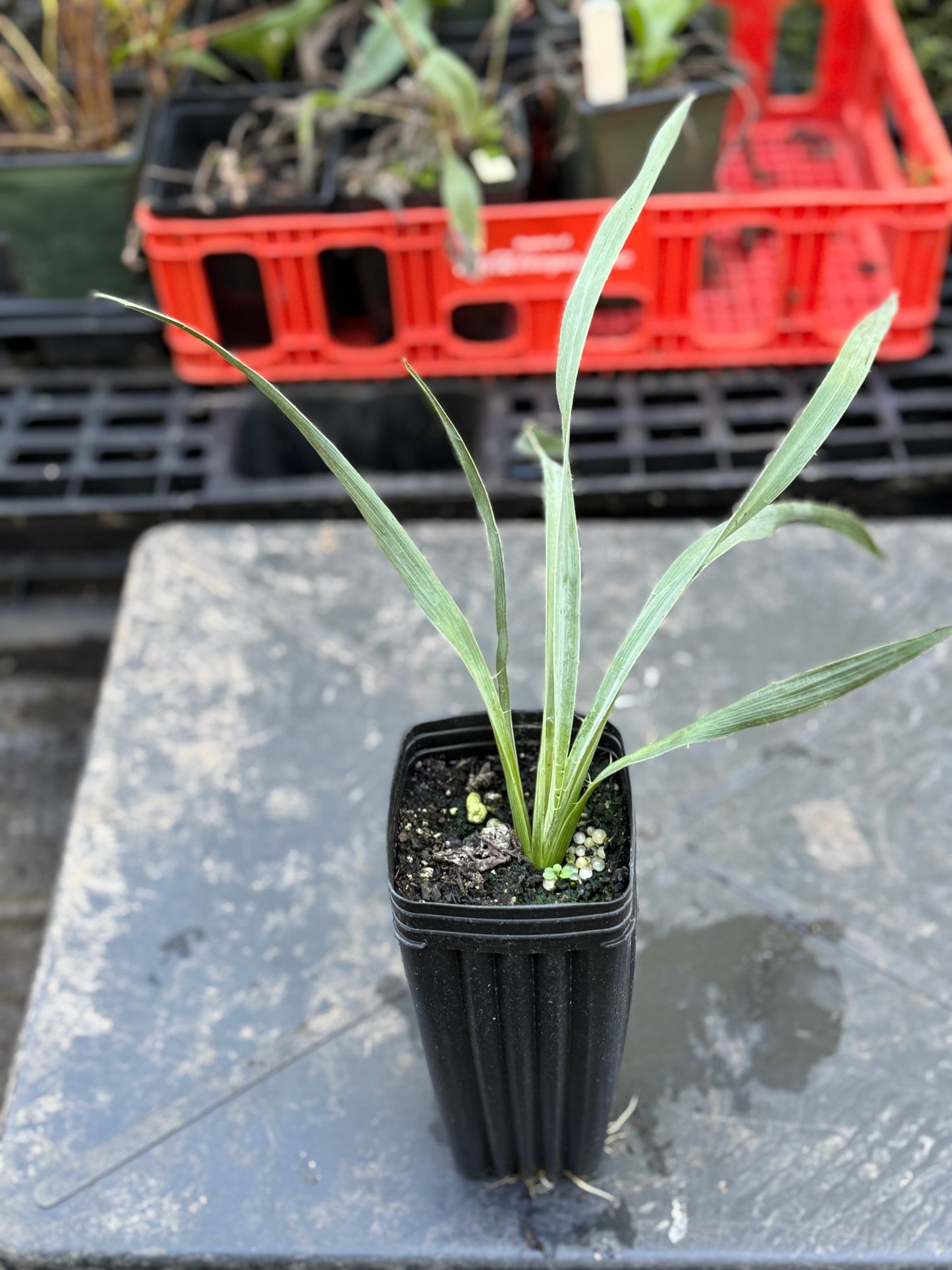 Rattlesnake Master - Eryngium yuccafolium