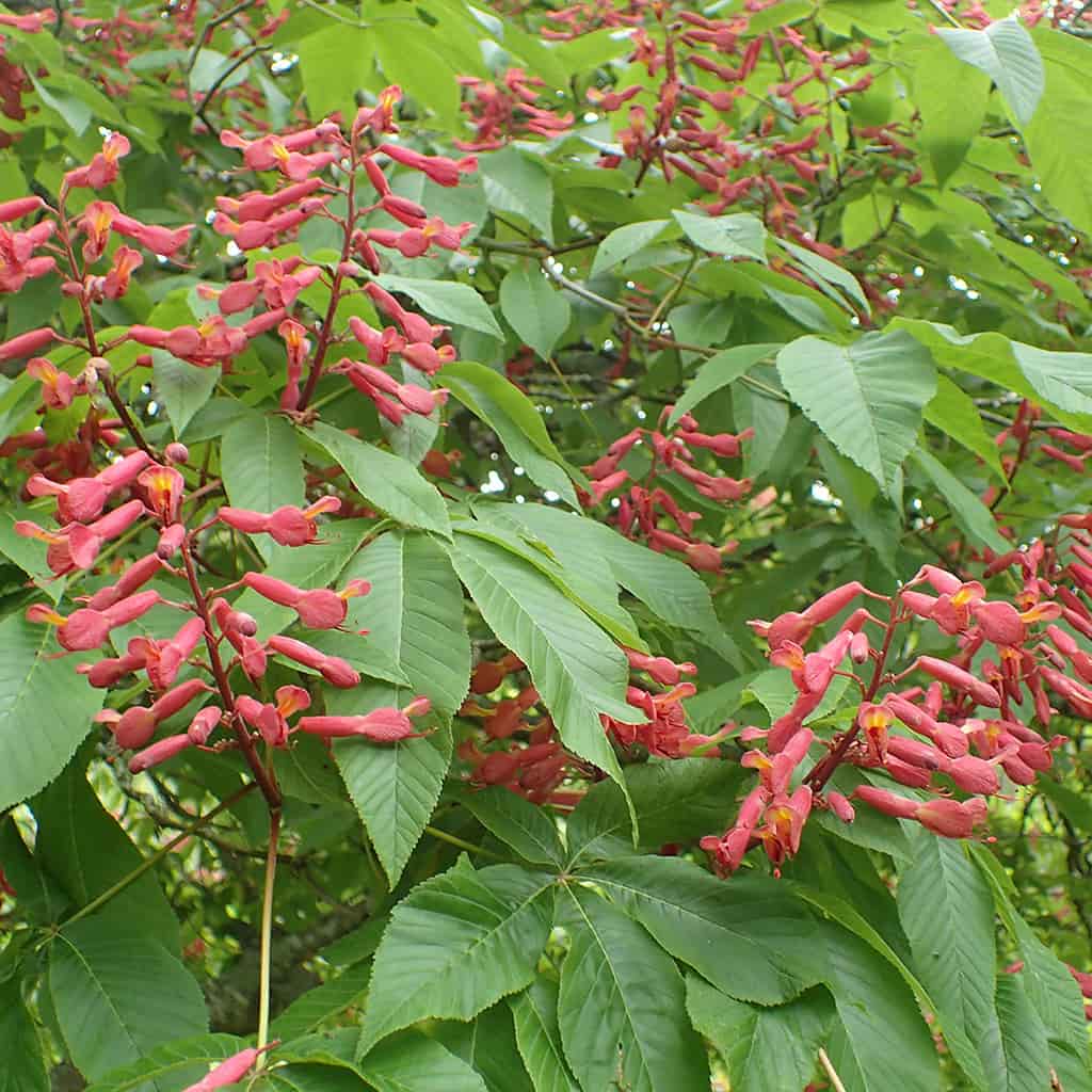 Red Buckeye - Aesculus pavia