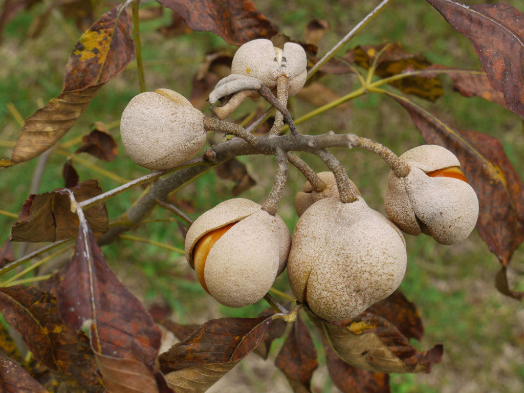 Red Buckeye - Aesculus pavia