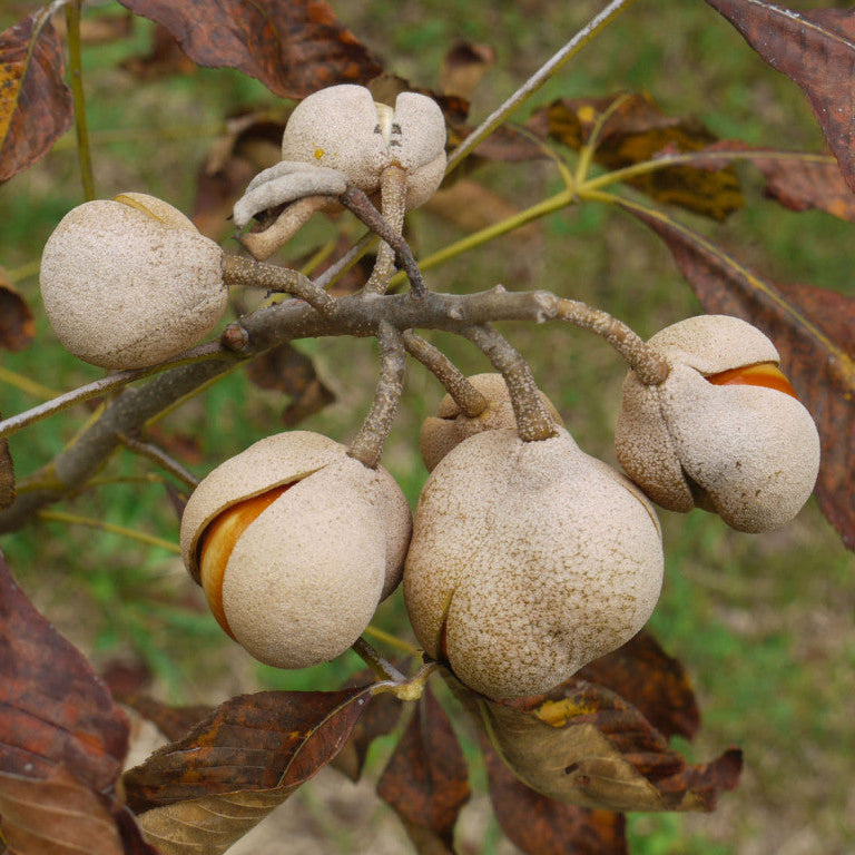 Red Buckeye - Aesculus pavia