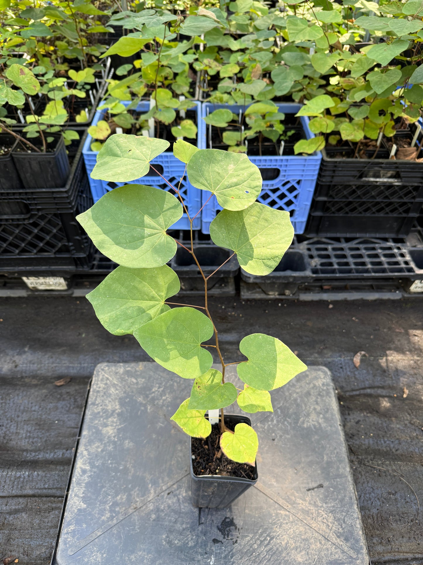 Red Bud - Cercis canadensis