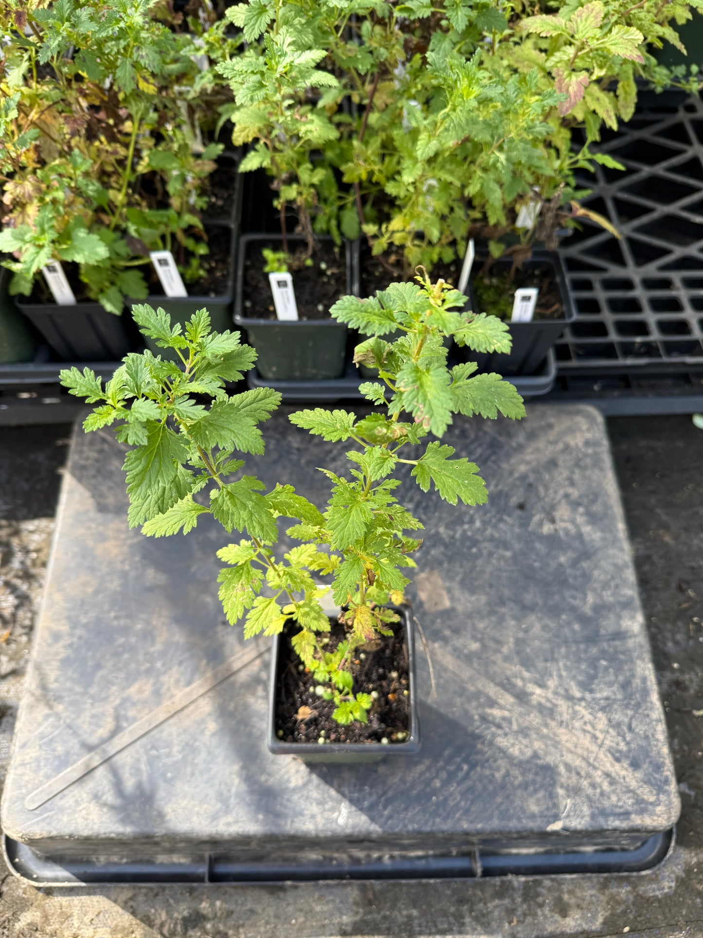 Rose Verbena - Glandularia canadensis