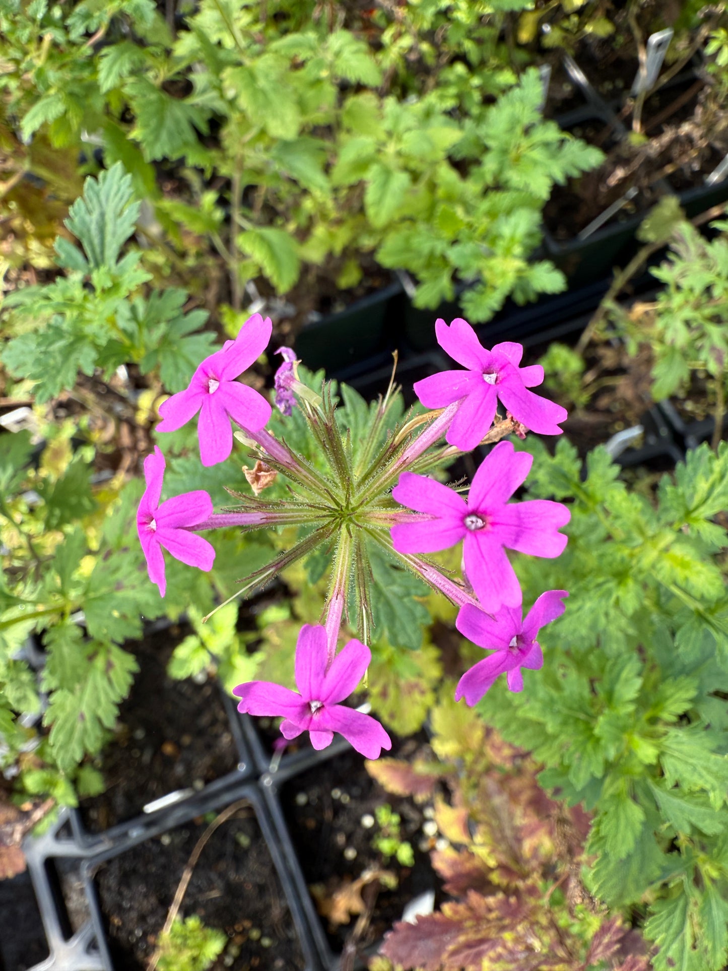 Rose Verbena - Glandularia canadensis