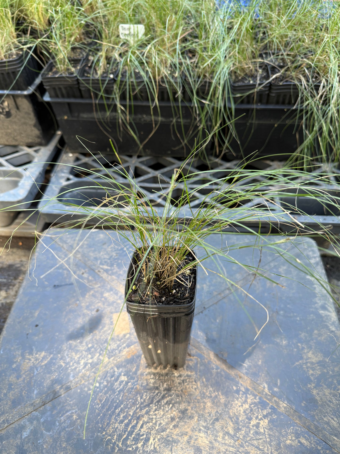 Rough Dropseed - Sporobolus clandestinus