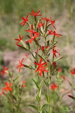 Royal Catchfly - Silene regia
