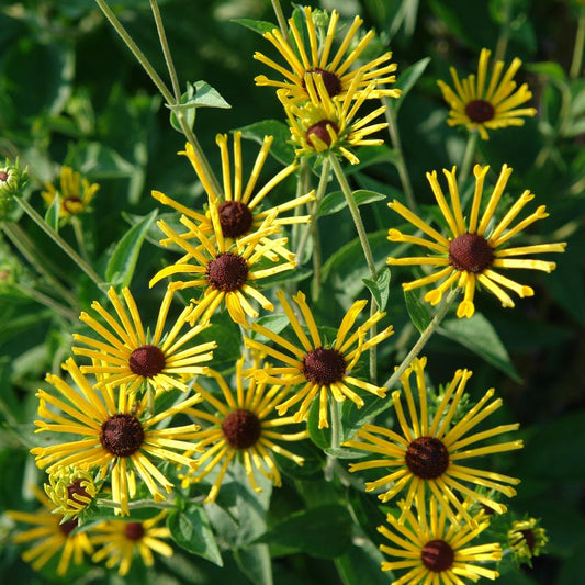 Sweet Coneflower 'Henry Eilers' - Rudbeckia subtomentosa 'Henry Eilers'