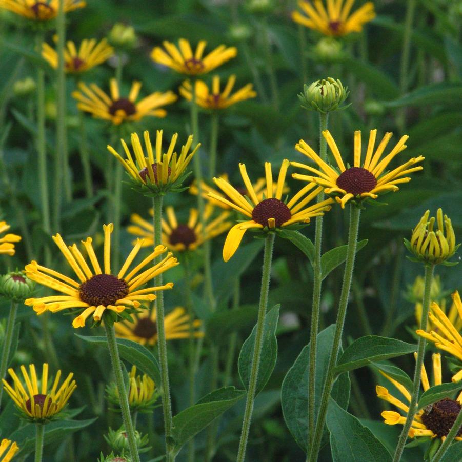 Sweet Coneflower 'Henry Eilers' - Rudbeckia subtomentosa 'Henry Eilers'