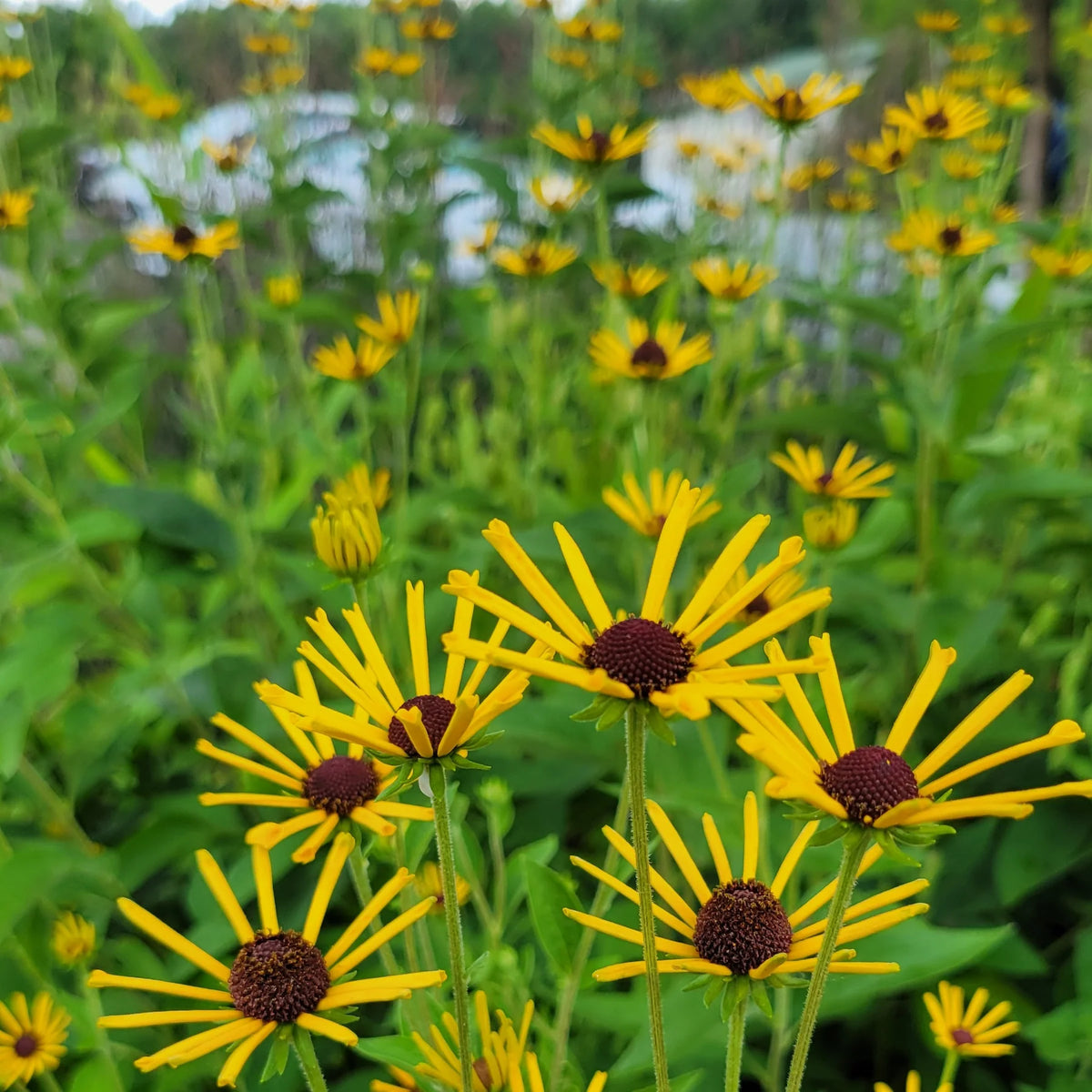 Sweet Coneflower 'Henry Eilers' - Rudbeckia subtomentosa 'Henry Eilers'
