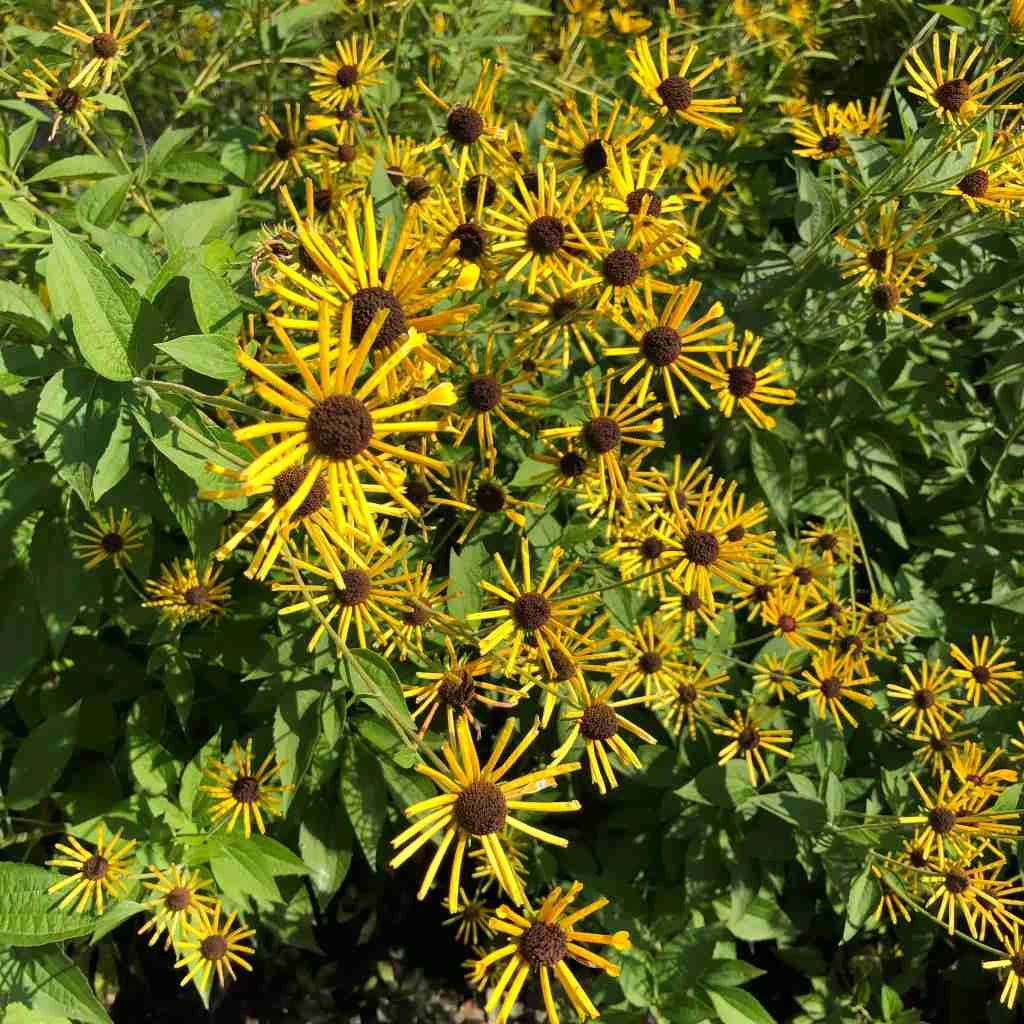 Sweet Coneflower 'Henry Eilers' - Rudbeckia subtomentosa 'Henry Eilers'