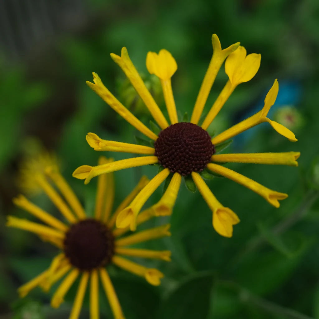 Sweet Coneflower 'Henry Eilers' - Rudbeckia subtomentosa 'Henry Eilers'