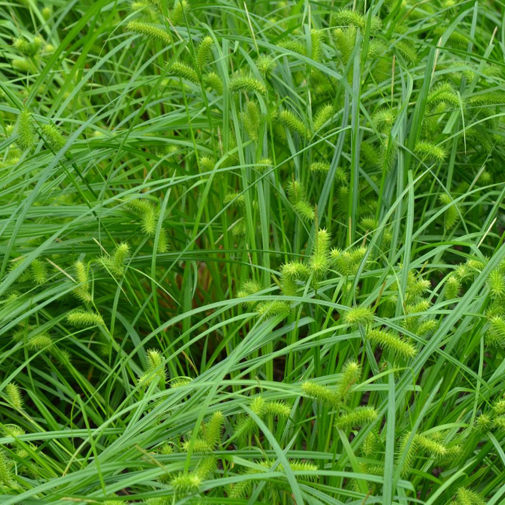 Sallow Sedge - Carex lurida