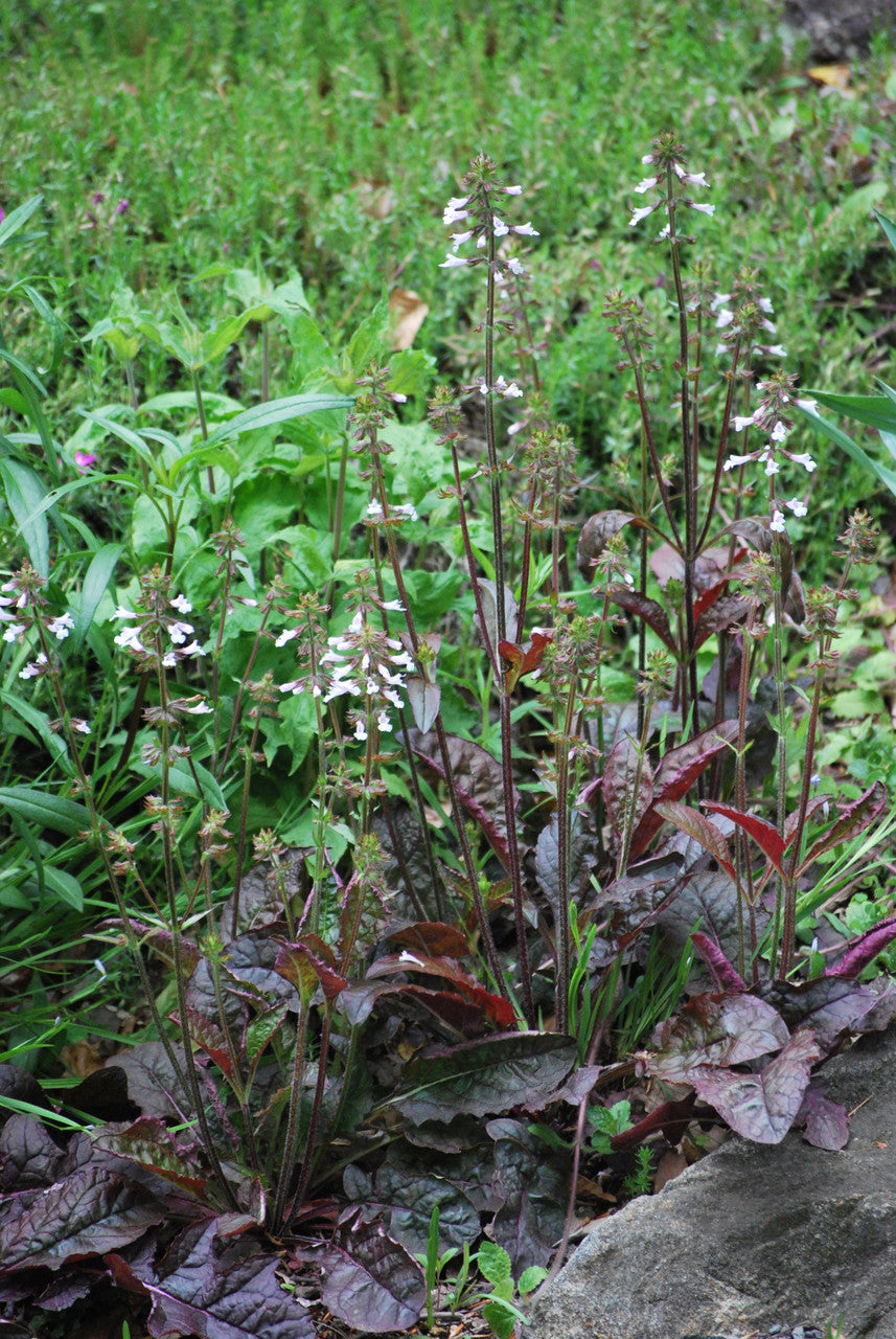 'Purple Knockout' Lyre Leaf Sage - Salvia lyrata ‘Purple Knockout’