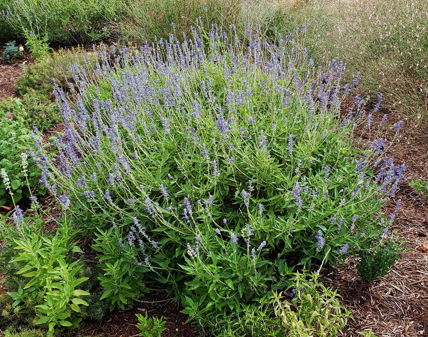 Blue Mealy Sage - Salvia farinacea