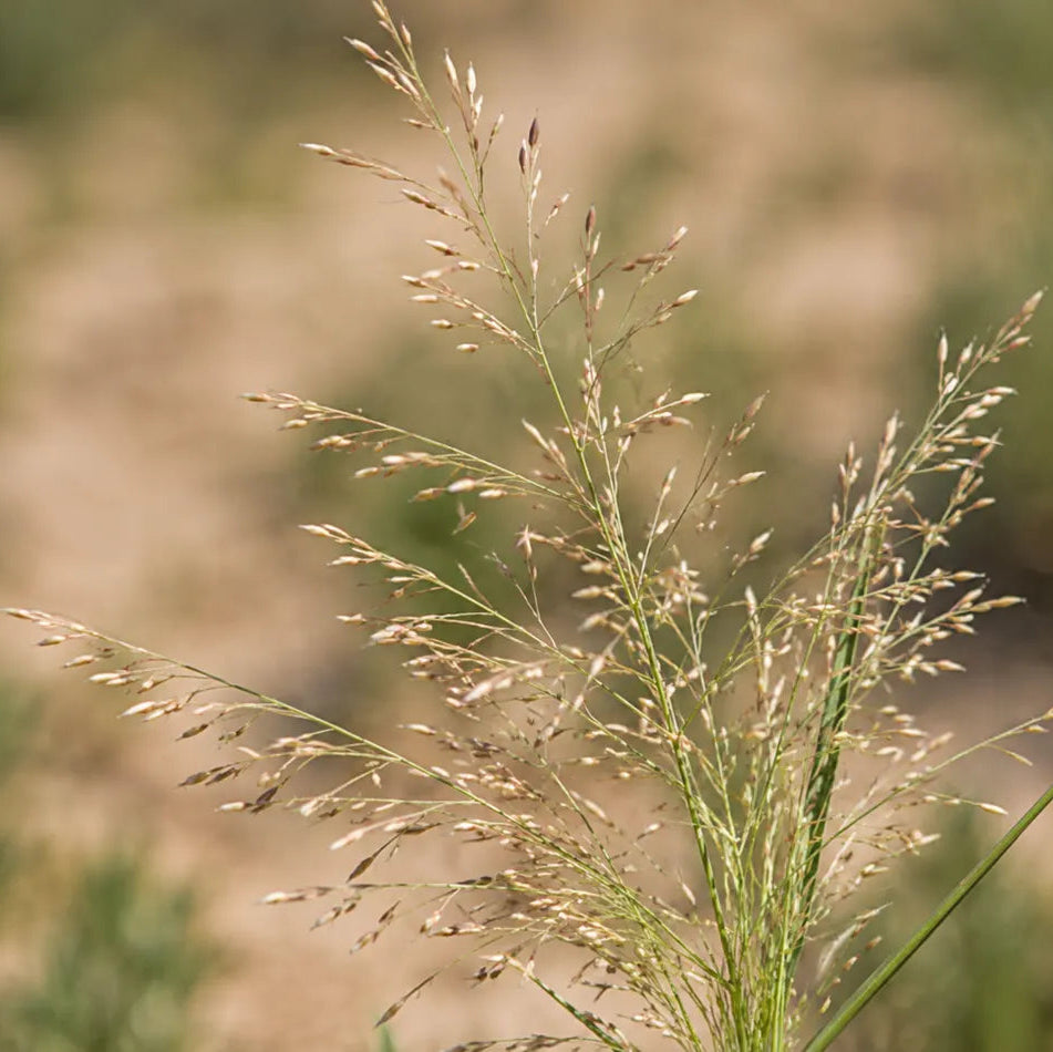 Sand Dropseed - Sporobolus cryptandrus