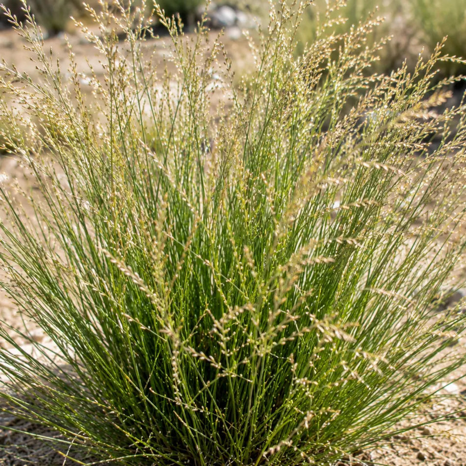 Sand Dropseed - Sporobolus cryptandrus