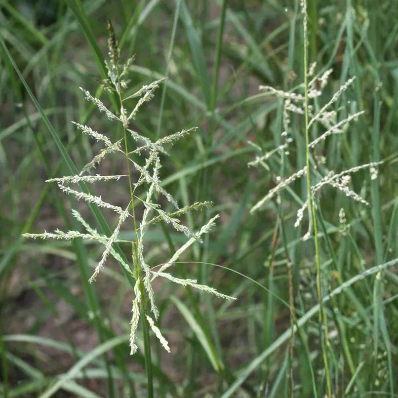 Sand Dropseed - Sporobolus cryptandrus