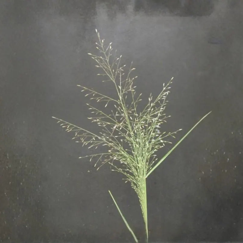 Sand Dropseed - Sporobolus cryptandrus