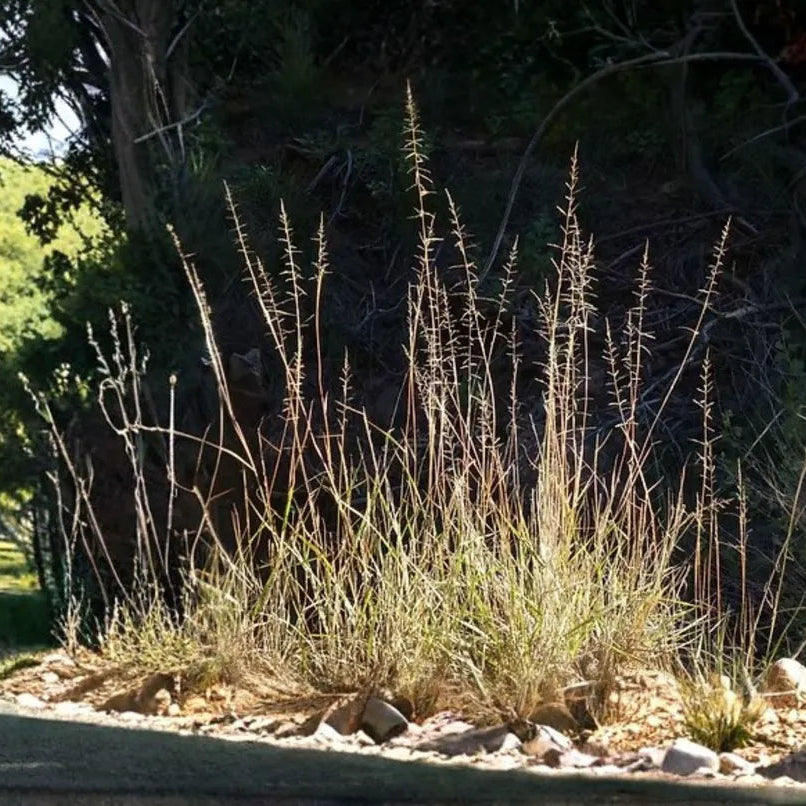 Sand Dropseed - Sporobolus cryptandrus