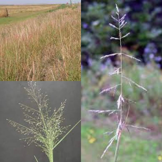 Sand Dropseed - Sporobolus cryptandrus