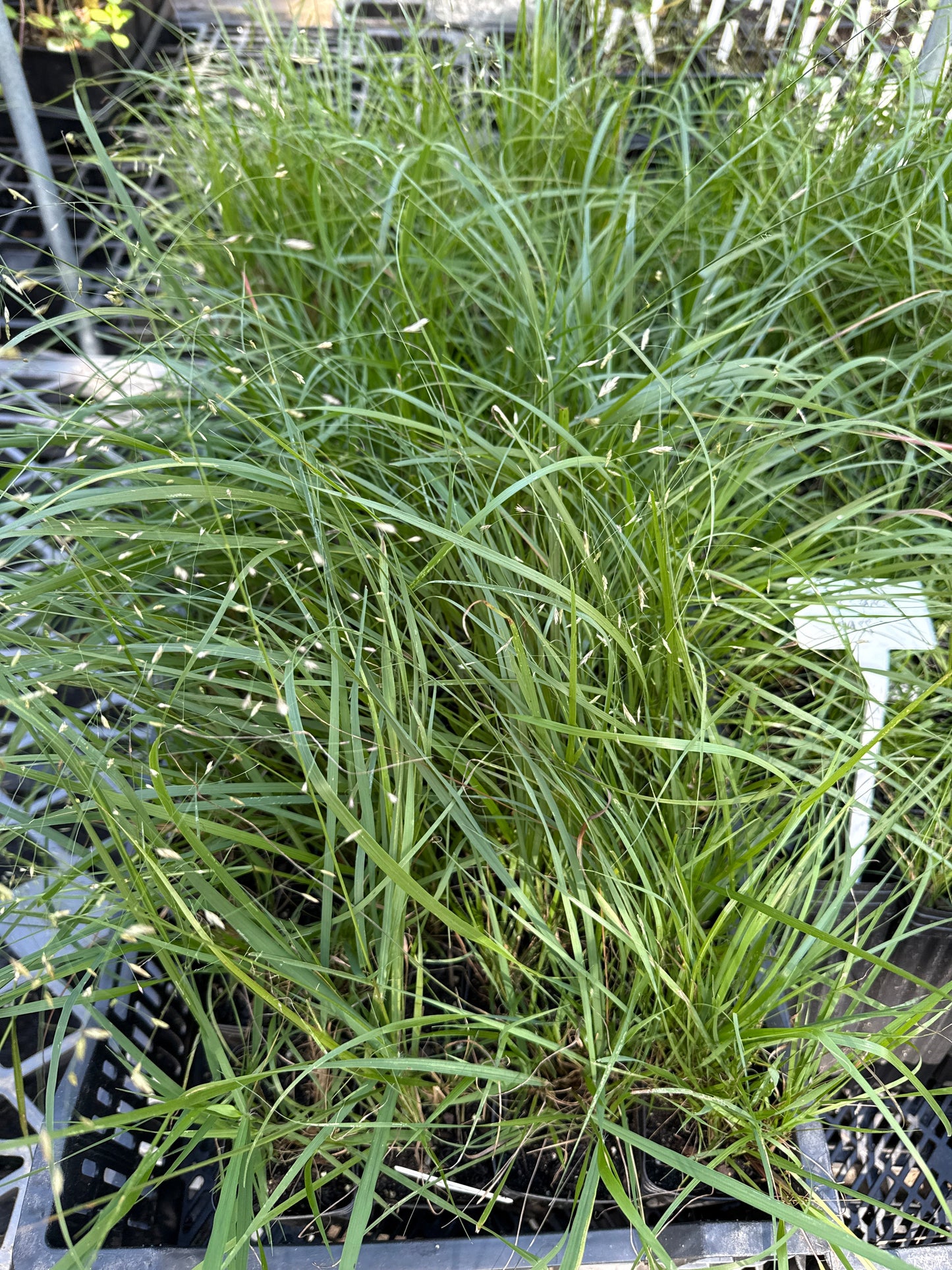 Sand Love Grass- Eragrostis trichodes