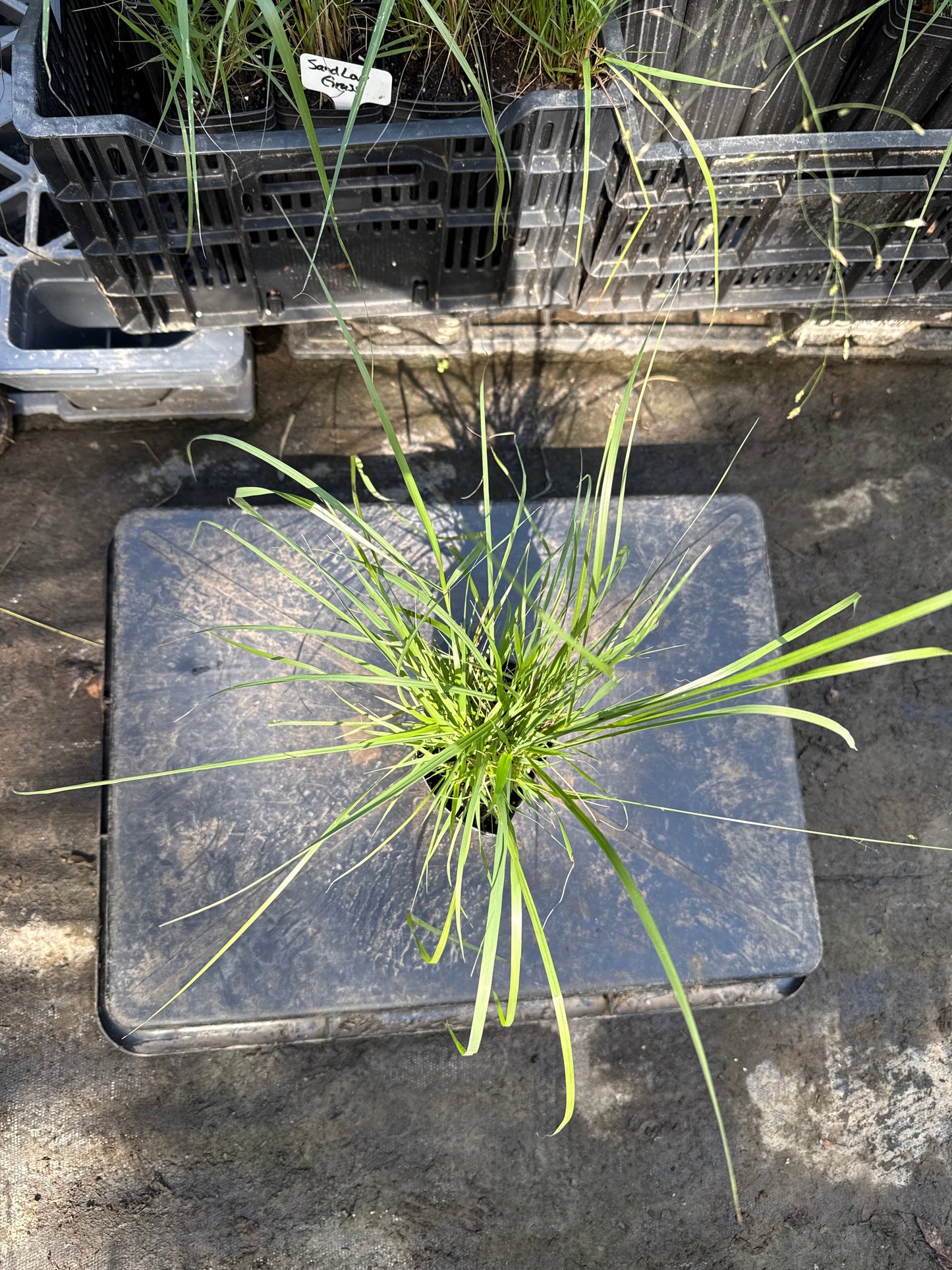Sand Love Grass- Eragrostis trichodes