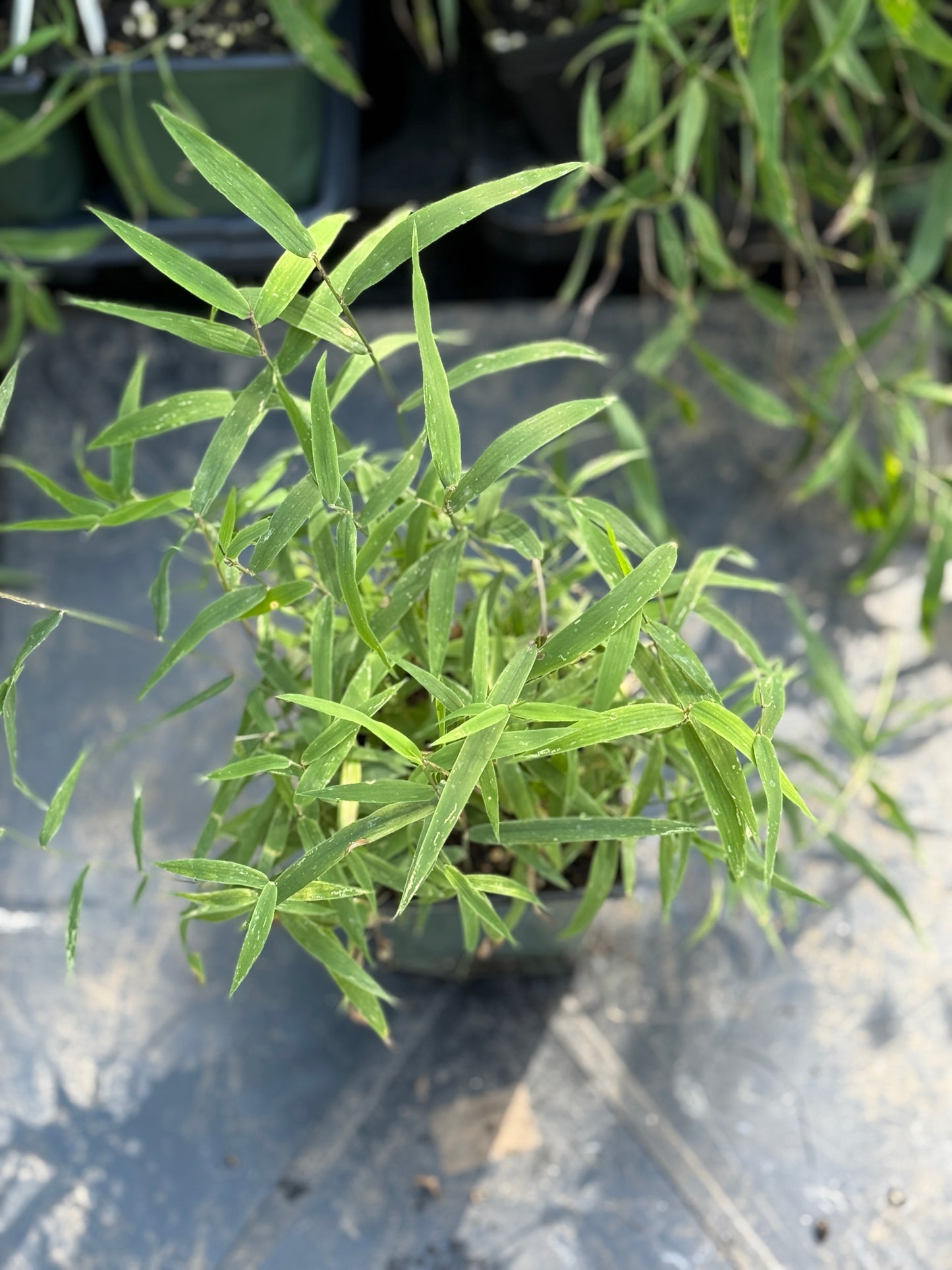 Sea Oats - Chasmanthium latifolium
