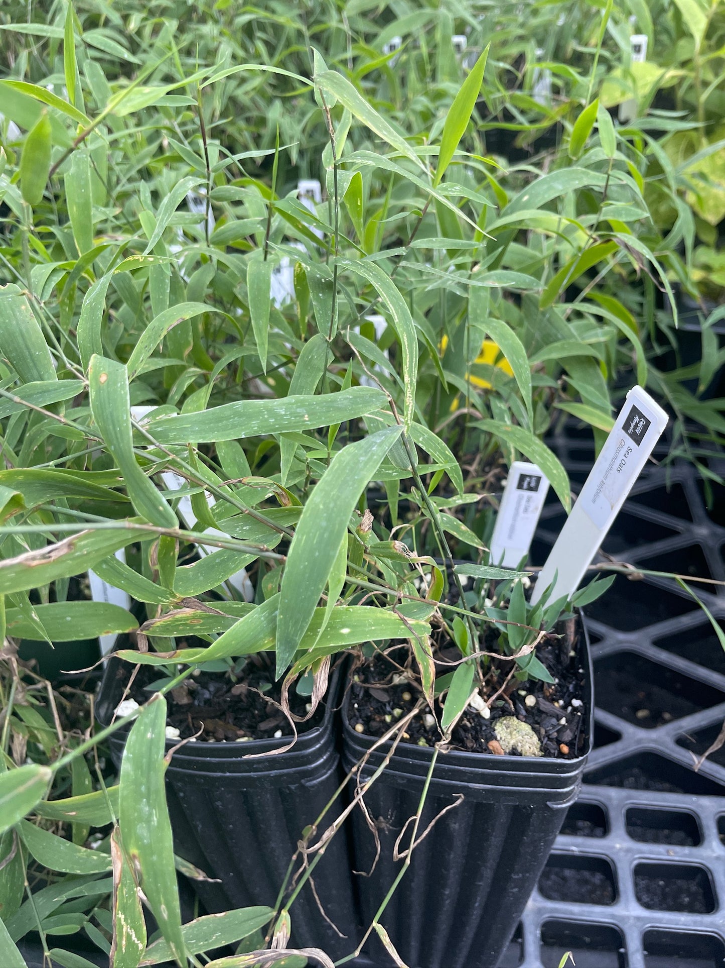 Sea Oats - Chasmanthium latifolium
