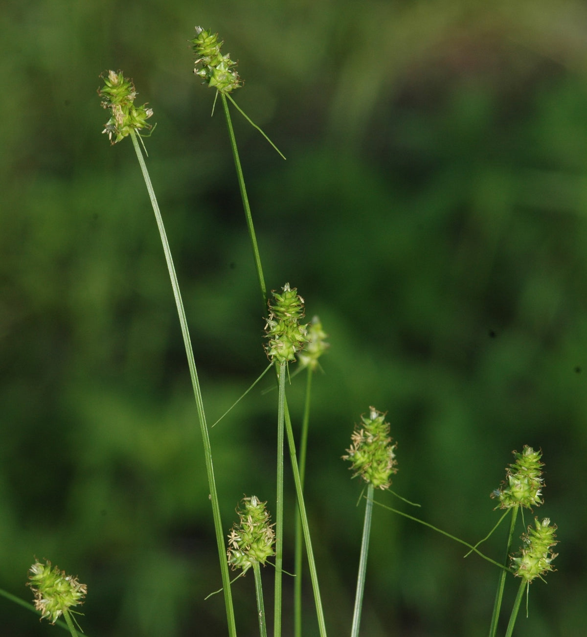 Short-Headed Bracted/Oval-Headed Sedge - Carex cephalophora