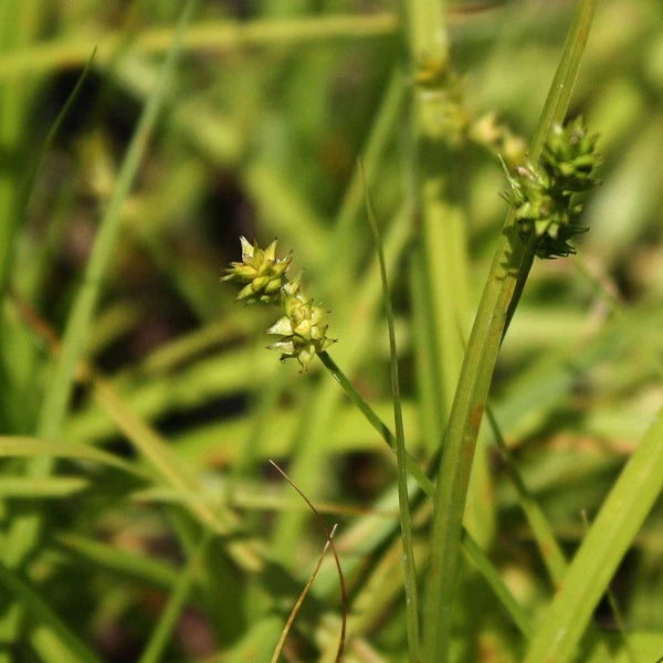 Short-Headed Bracted/Oval-Headed Sedge - Carex cephalophora