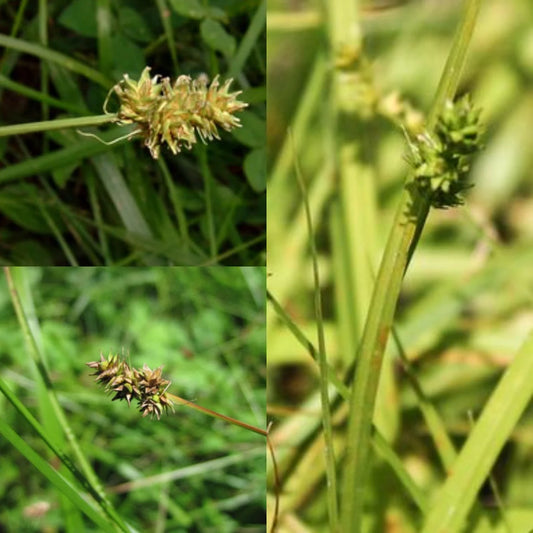 Short-Headed Bracted/Oval-Headed Sedge - Carex cephalophora