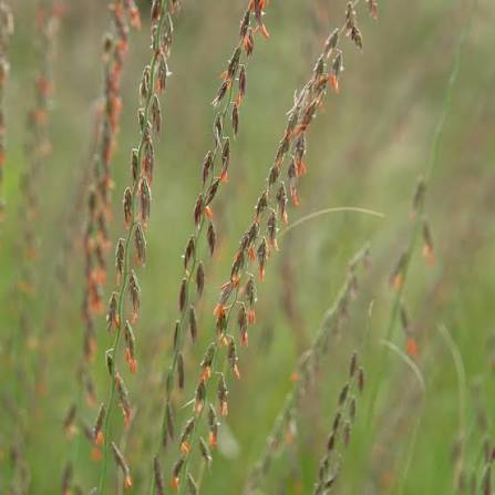 Side Oats Grama Grass - Bouteloua curtipendula