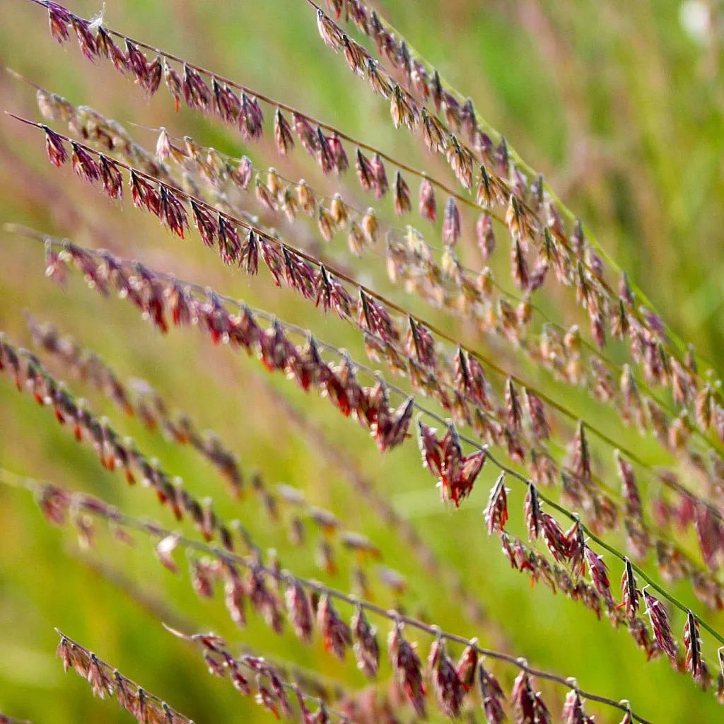 Side Oats Grama Grass - Bouteloua curtipendula