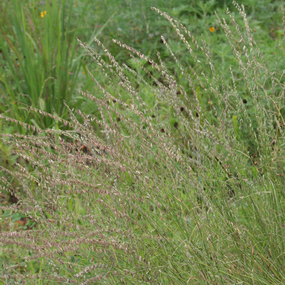 Side Oats Grama Grass - Bouteloua curtipendula
